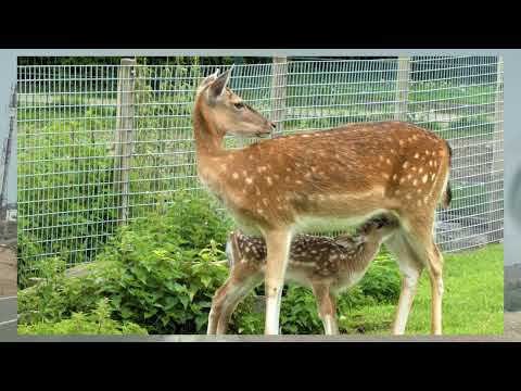 عاجل خوسفينا البهجة والميسطيش 