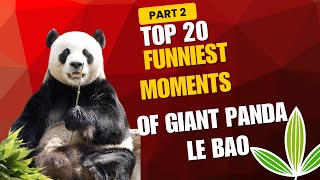 Top 20 Funniest Moment Of Giant Panda Le Bao | 洁癖王子 | 睡美男 | 听懂人话  #lebao #乐宝   #panda   #러바오
