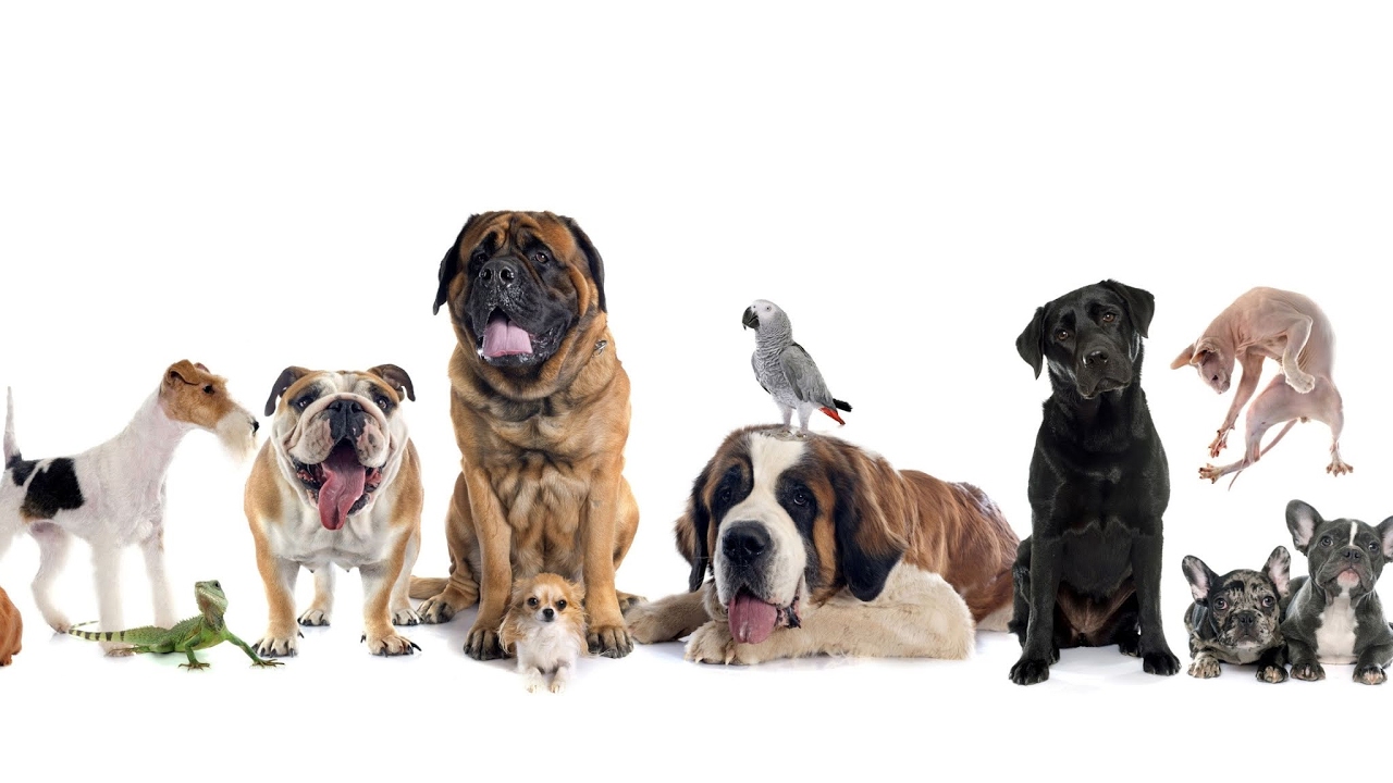 Police Dog Simulator ( Live Gaming)