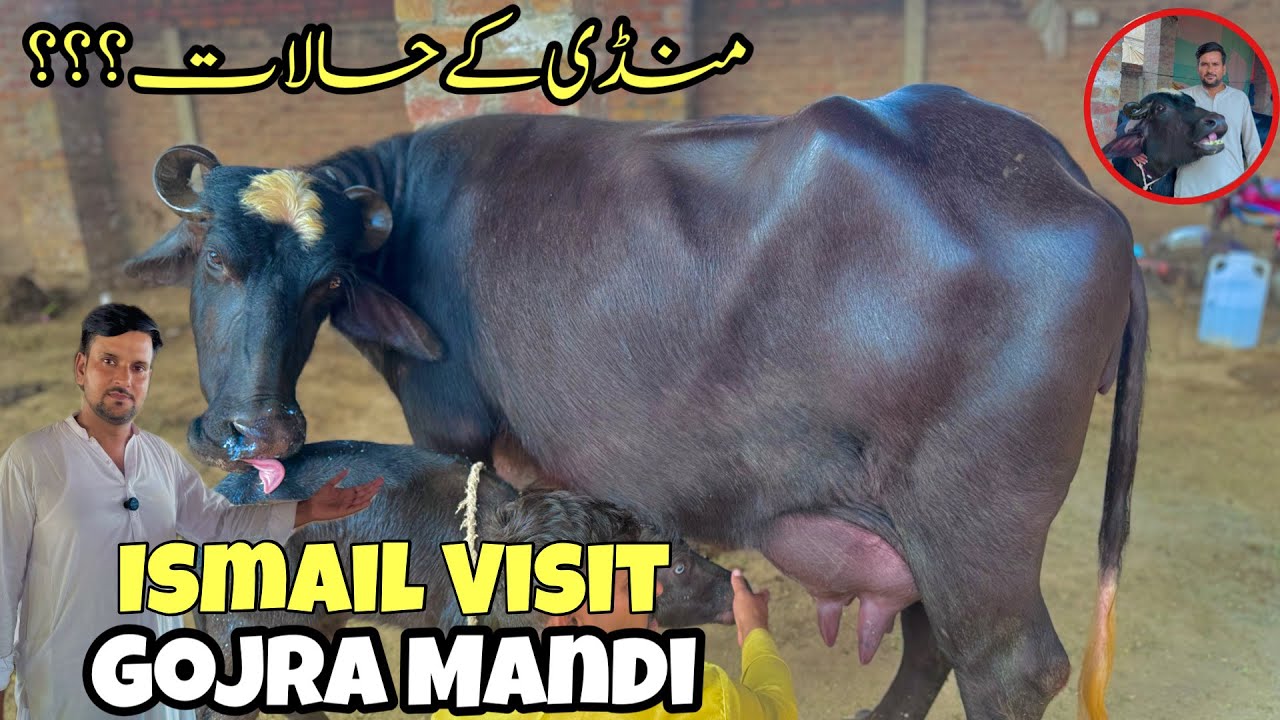 Ismail jutt Visit Gojra Mandi