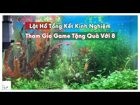 Lật Hồ Cắt Cắm Tổng Kết Kinh Nghiệm Thủy Sinh, Quà Tặng Từ 8m2