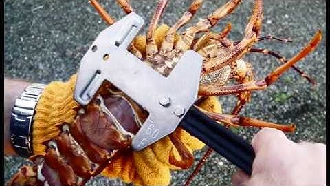 Beneath the Reflections: Part 1 of 5 - About the Fiordland Marine Guardians