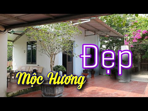 Video SH.6490. Thăm vườn Mộc Hương của Hiếu đen Tiên Du Bắc... - youtube