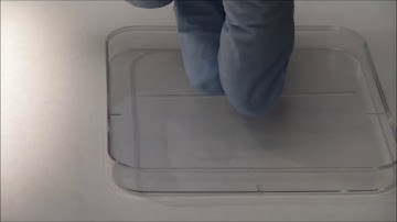 Influence of Water on the Interfacial Behavior of Gallium Liquid Metal Alloys