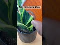 🌿 Daily care check: Water ✅ #dailyupdates #snakeplant #indoorplant #hobby #plants #seedlings