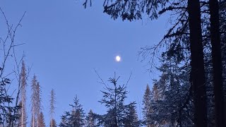Evening birdsong in the moonlight | calm night nature sounds for deep sleep