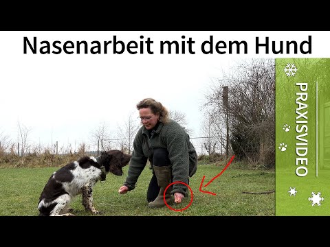 Video: Wie man Hunde ausbildet, um Rotwild aufzuspüren
