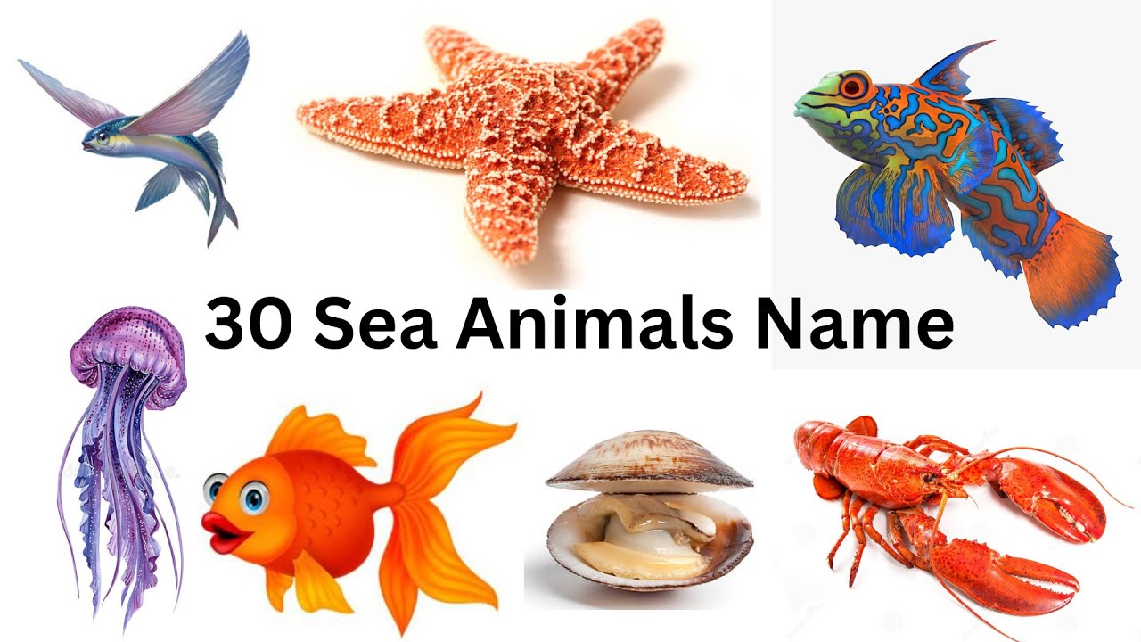 30 Sea Animals Names l Learn The Different Sea Animals Names Part 1