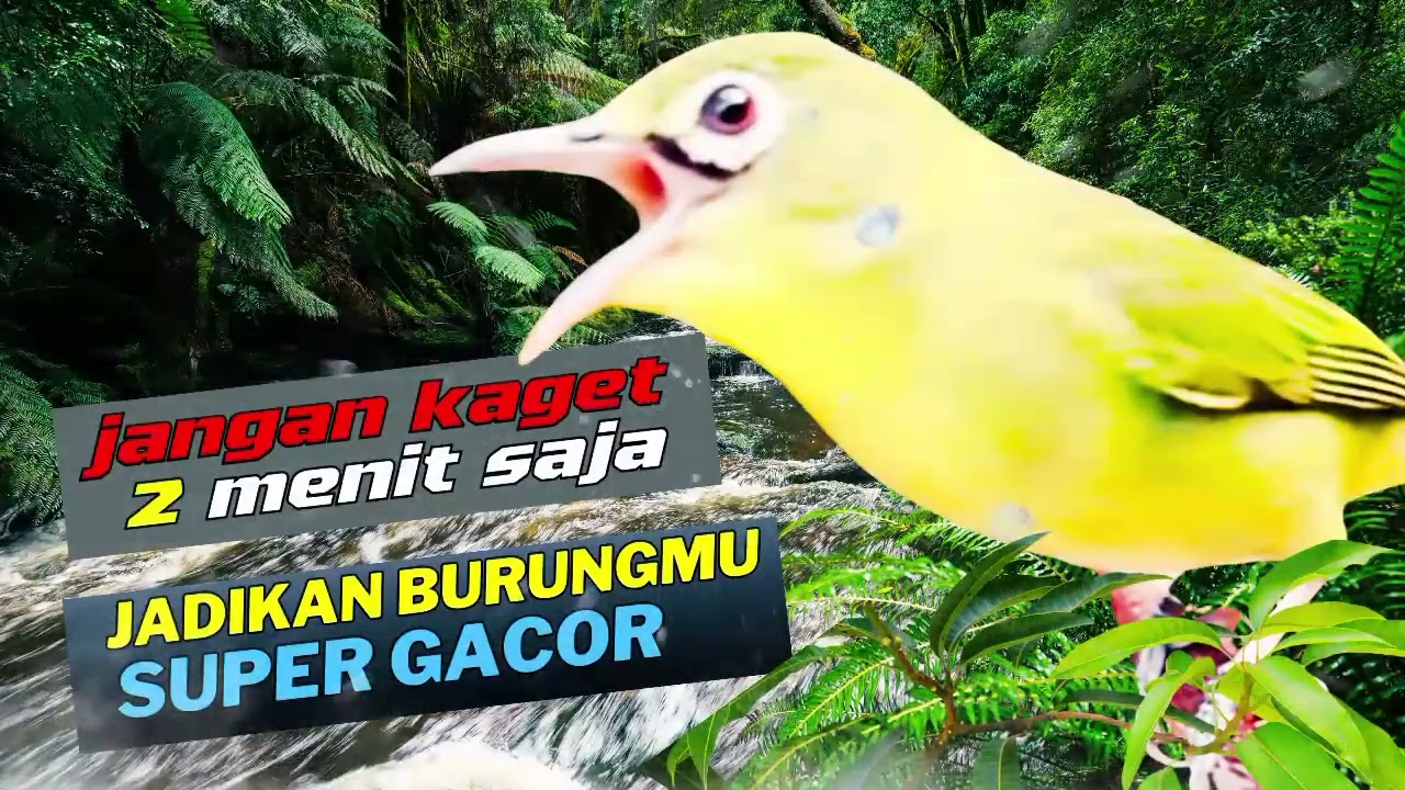 MASTERAN BURUNG PALING DI CARI !! Baru Diputar Langsung Bikin Lawan Emosi!