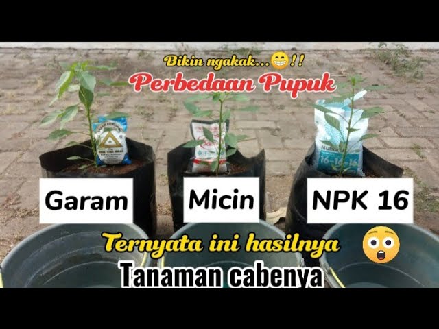 waow !! Mengejutkan perbedaan Pupuk micin dan garam untuk tanaman cabe class=