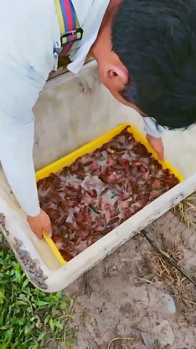 Shrimp fry cross the water into the pond. Good technology can produce a good harvest