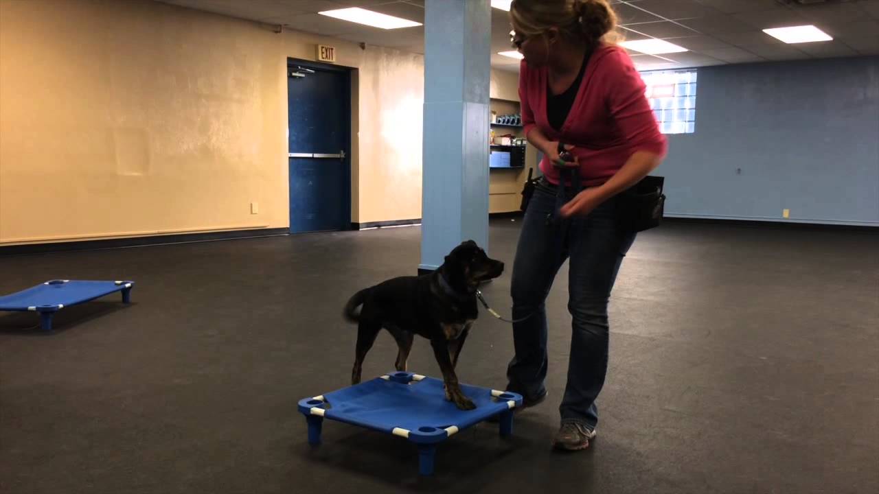 K9 Connection Dog Training Buffalo NY 