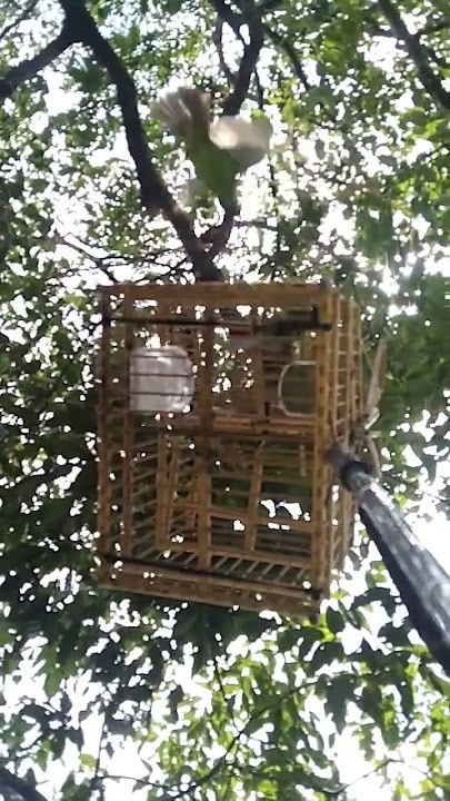 pertarungan cucak ijo mini muda