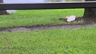 Pekin Duck Male Lies Close to Screened Porch at 6:55 AM! Oviedo, Florida 