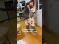 【グレちゃん、フライングジャンプ】 #癒し動画 #ばあちゃん大好き #cat #シャルトリュー
