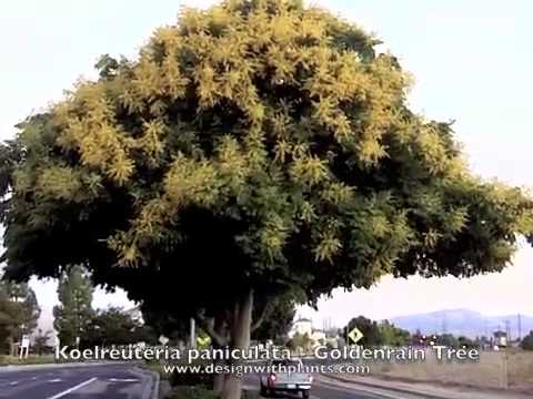 Video: Što je Golden Raintree - Vodič za uzgoj Golden Raintree