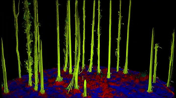 Example Digital Forestry Twin, Forest Inventory Plot Using Emesent Hovermap