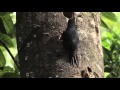 Bande annonce Les loges des forêts