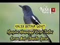 MASTERAN PANCINGAN SUARA KACER BETINA MEMANGGIL KACER JANTAN ! OTOMATIS KACER ANDA GACOR DORRR