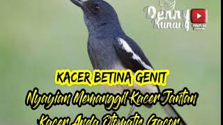 MASTERAN PANCINGAN SUARA KACER BETINA MEMANGGIL KACER JANTAN ! OTOMATIS KACER ANDA GACOR DORRR