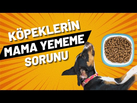 Video: Köpek Maması Etiketinin Gizemini Çözmek