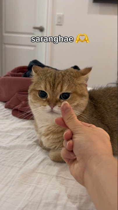 Gwenchana😭😭 #cat