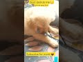 Don't distrub me#goldenretriever #ytshorts #cutepuppy #doglover #dog #puppy #enjoying #cutebaby