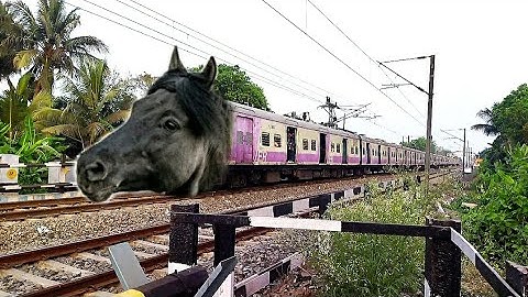 Most Aggressive HORSE Emu Train Dangerous & Furious Moving Throughout Railgate