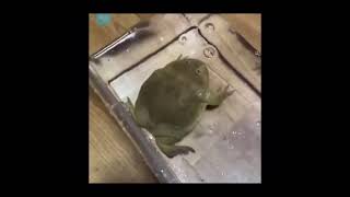 Scream Frog But Its Put In The Water
