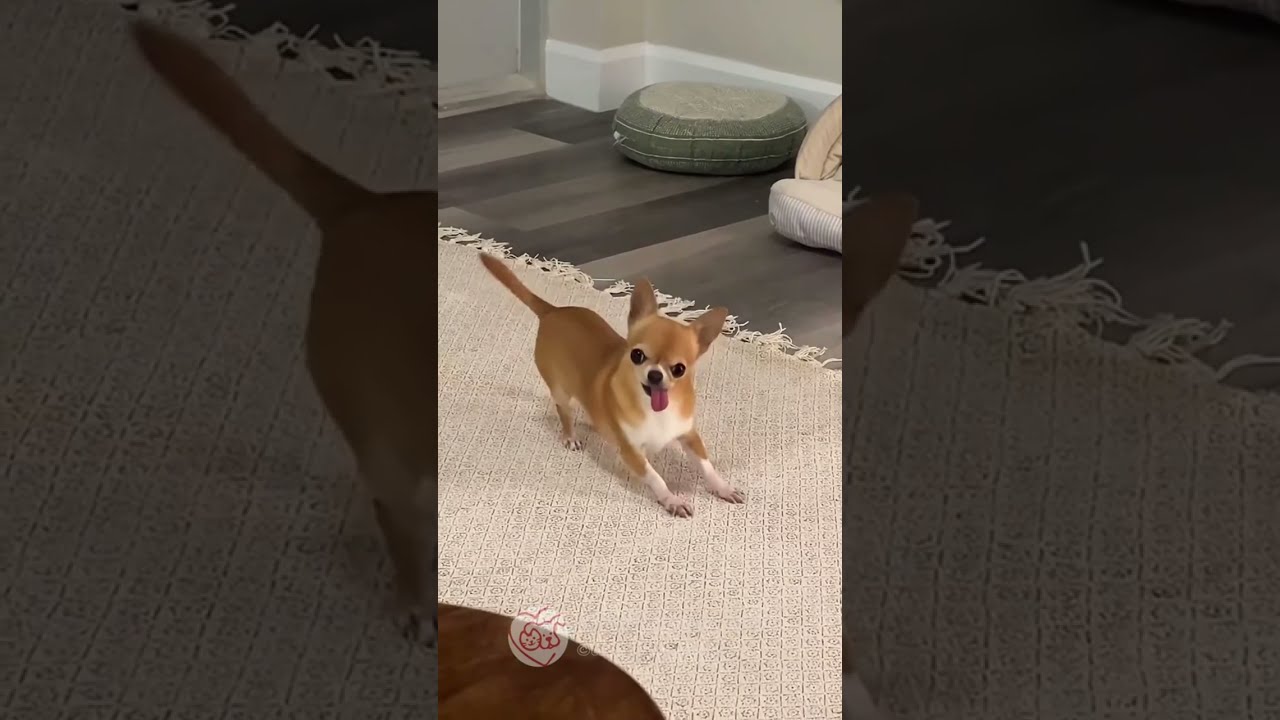 FUNNY Pet Fails 😂 10 Minutes – BEST Animal Compilation Video