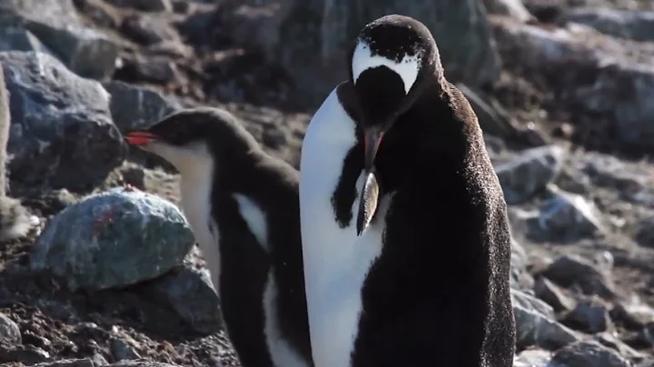 South Georgia - Penguin Paradise of the South Atlantic Island of the penguins(Wildlife Documentary)