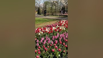 Keukenhof Flowers #shorts  #garden  #keukenhof  #netherlands #flowers