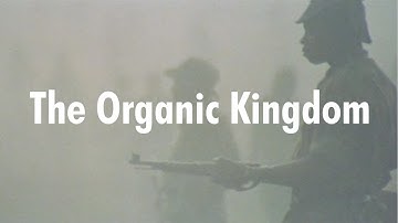 The Organic Kingdom  - Angola 