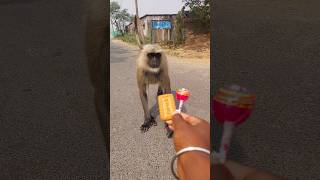 Langurs Funny Reaction To Biscuit And Lollipop
