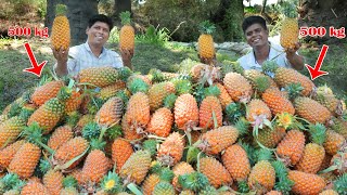 500Kg PINEAPPLE | Yummy Pineapple Juice Making | Pineapple Cutting Skill | Village Food