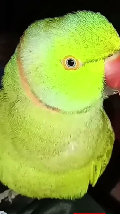 Vivo ringtone sang by parrot
