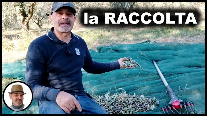 Raccolta olive meccanica manuale con rastrellini PARTE 2