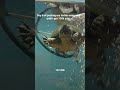 Day 6 pf posting my turtles every day until I get 100k subs
