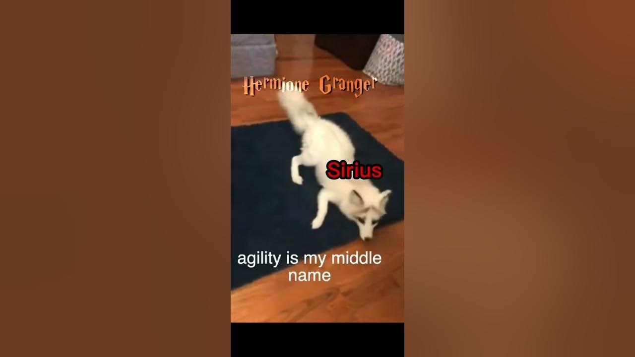 Sirius being Sirius | (I know its a fox but I had to) - YouTube
