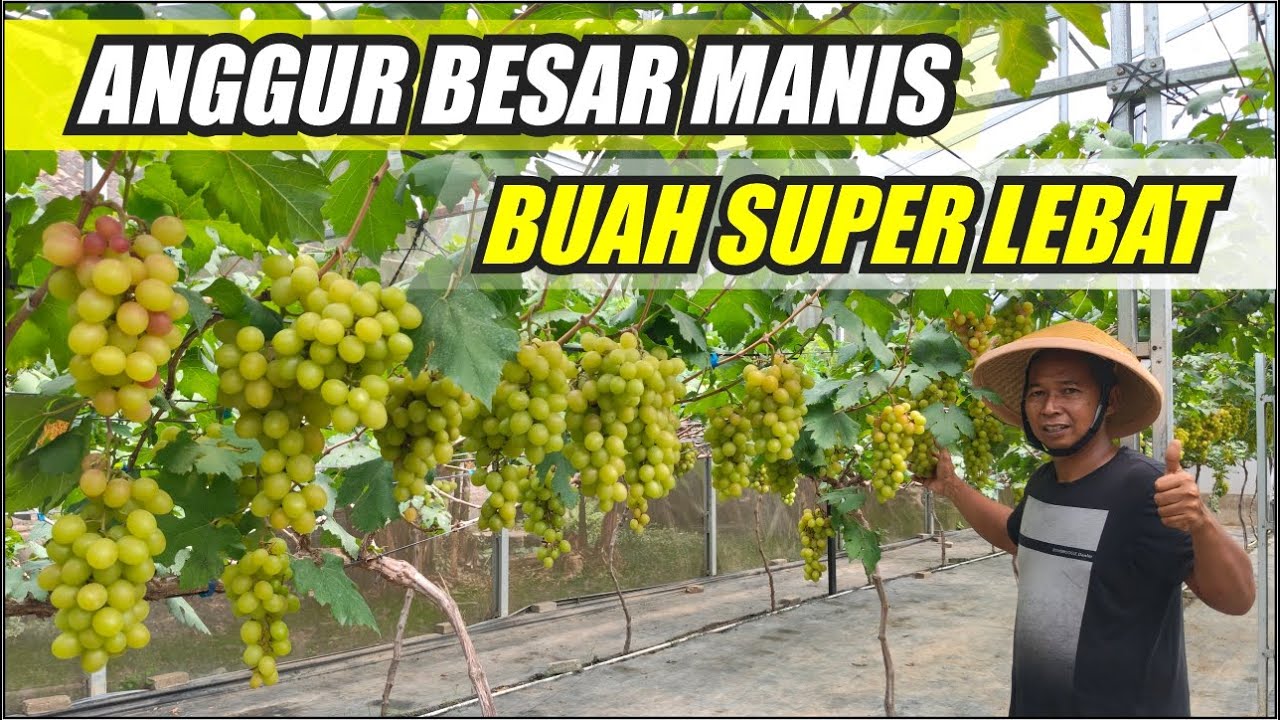 КРУПНЫЙ СЛАДКИЙ ВИНОГРАД С ОЧЕНЬ ПЛОТНЫМИ ПЛОДАМИ