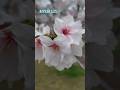 イマイチなお天気でも桜が綺麗なのは変わりない #sakura #cherry #flowers