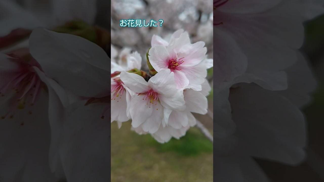 イマイチなお天気でも桜が綺麗なのは変わりない #sakura #cherry #flowers