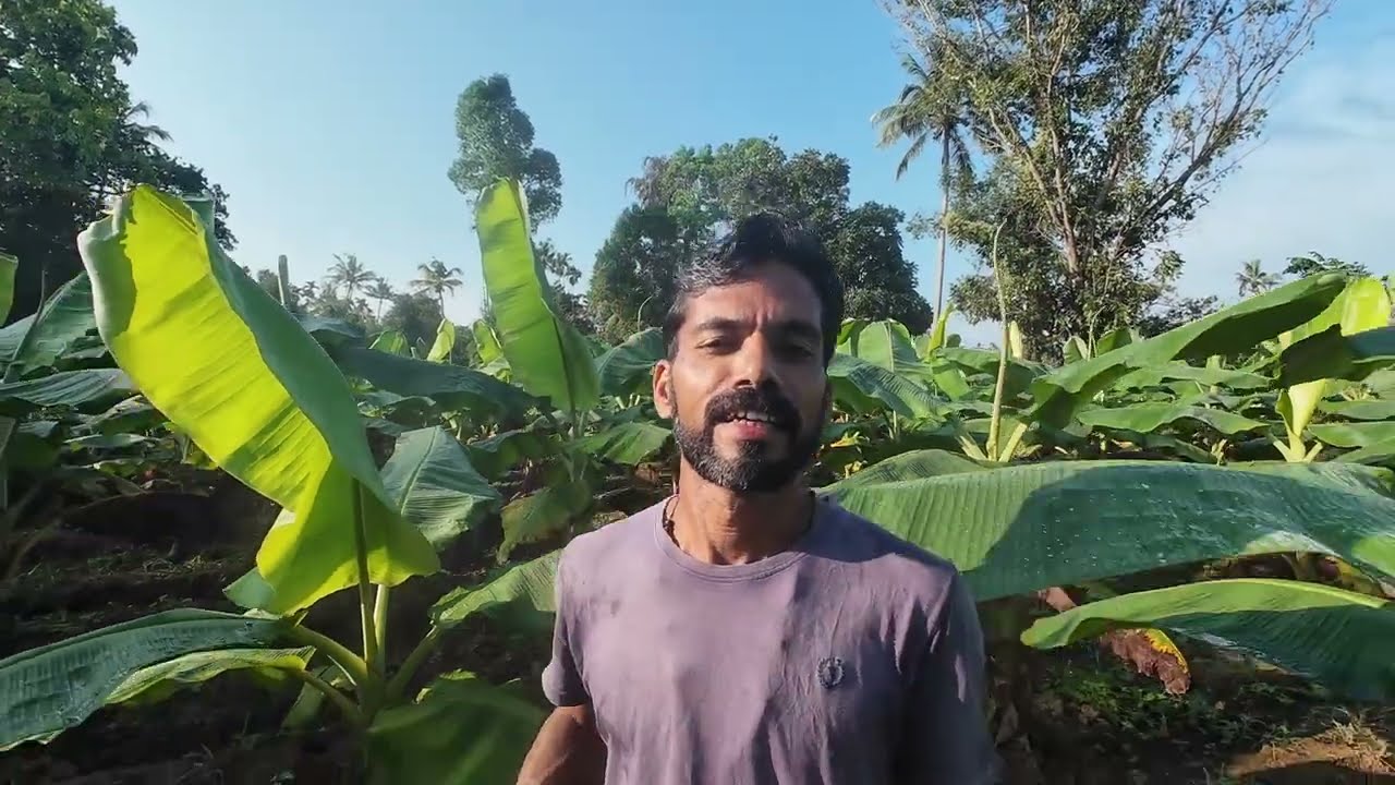 വാഴയിൽ ഇലപ്പഴുപ്പ്  പലരീതികളിൽ മാറ്റം method - 1 ( സാഫ് + കപ്പലണ്ടി പിണ്ണാക് ) ഇരട്ടി വളർച്ച നേടാം