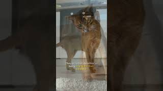 Abyssinian Cat Breed #short  #shorts #shortvideo #shortsvideo