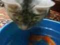 Кошак лакал воду из ведра