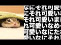 潜るシマリスを見て嫌なこと全部忘れていかない?