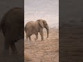 Why Does It Never Forget? 🐘 ㅣ Animal Lesson
