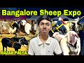 Bangalore Sheep And Goat Expo At Tipu Grounds Razak Palya | Bangalore Sheep Market