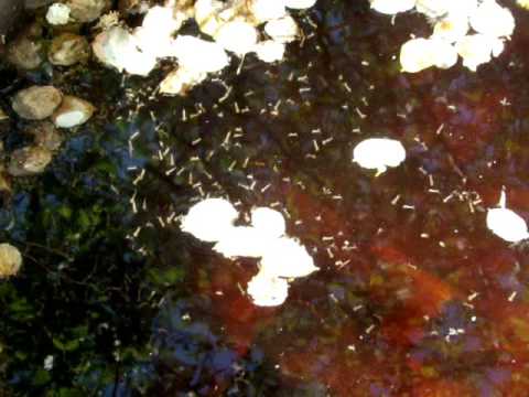 Mosquito larvae can be found in standing water. The larvae rest suspended at the surface of the water. When they are disturbed, mosquito larvae dive for deeper water and move by flexing their bodies, a habit which has earned them the label wiggler. You can see both resting and wiggling larvae in the water - surrounded by the petals of crabapple flowers that have fallen in the pond. **It is very important to remove potential breeding sources - standing, stagnant water. After this fiming, the pond was emptied, cleaned and refilled with fresh water. Mosquito-eating fish were added to help reduce the possibility of this pond being a source for mosquito problems. **For more information on mosquitoes and their control, visit UNL Extension in Lancaster County at lancaster.unl.edu **In the US, you can contact your local extension office for assistance, find your office here lancaster.unl.edu