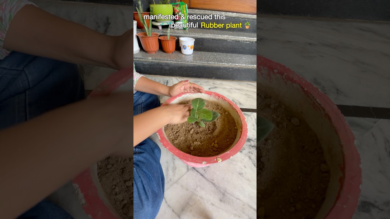 Manifest,Rescue & propagate this beautiful*Rubber plant*🪴👍 #shorts #short #terracegarden #minivlog